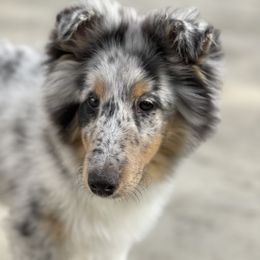 Shetland Sheepdog Puppies from Cielito Lindo Shelties
