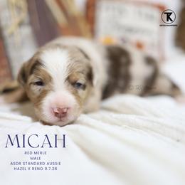 Micah- Red Merle Male - Red merle male Australian Shepherd puppy in Nacogdoches, Texas from TK Standard, Mini, & Toy Aussies