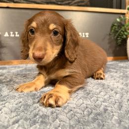 Sawyer - Chocolate and tan male Dachshund puppy in Stilwell, Oklahoma from B & K Dachshunds