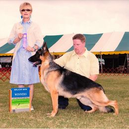German Shepherd All Grown Up from DCAN's German Shepherds