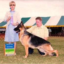 German Shepherd All Grown Up from DCAN's German Shepherds