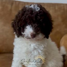 Goldendoodle Puppies from Suntini’s Goldendoodles