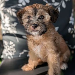 Coca~Cola - Chinese Crested puppy from Charming Cresteds Kennel