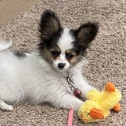 Papillon Puppies from Belladonna Papillons