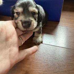 Landon may be cream sable - Black and cream male Dachshund puppy in Fenton, Michigan from Always Darling Dachshunds
