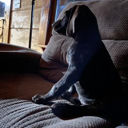 German Shorthaired Pointer Puppies from Whoa Dog Kennels