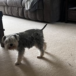 Iris - Miniature Schnauzer
