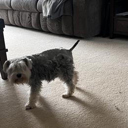 Iris - Miniature Schnauzer
