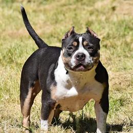 Epiphany  - American Bully