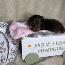 Pumpkin - Chocolate and tan female Dachshund puppy in Richwood, West Virginia from Wild and Wonderful Wieners