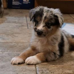 Hudson - Blue merle male Australian Shepherd puppy in Solon, Maine from Mountain Range Australian Shepherds