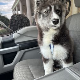 German Shepherd and Siberian Husky Puppies from Rose Trail Siberian’s