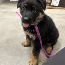 Frieda vom Nutzenhof - Bi-color female German Shepherd puppy in Bath, Michigan from Nutzenhof