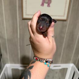 Shine - Dapple female Dachshund puppy in Maidsville, West Virginia from L&B Lowriders
