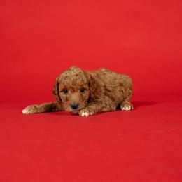 Meredith - Red  female Goldendoodle puppy in Payson, Utah from Country Sky Doodles