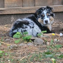 Australian Shepherd Puppies from Far Out Aussies