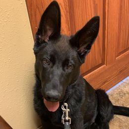 German Shepherds from Rach Shepherds