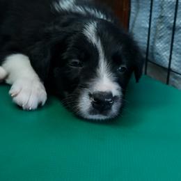Border Collie Puppies from Karma Performance