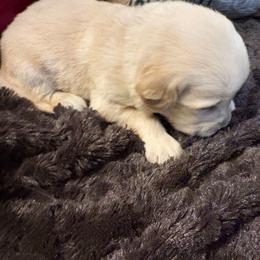 Bentley - Light golden male Golden Retriever puppy in Seville, Ohio from Retriever Ranch