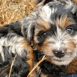 Aussiedoodles and Australian Shepherds from Crystal's Aussies, Doodles and More