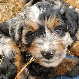 Aussiedoodles and Australian Shepherds from Crystal's Aussies, Doodles and More