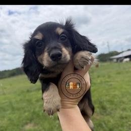 CBCM5 cream-tan - Black and cream male Dachshund puppy in Carthage, Texas from Rafter C Ranch Doxies