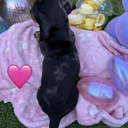 Girl 1 - Dapple female Dachshund puppy in Wittmann, Arizona from Purebred Pawprints