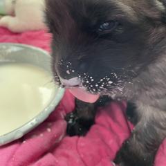 Leonberger Puppies from Sinnsro Leonbergers