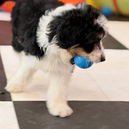 Luna - Black tri-color female Aussiedoodle puppy in Dickerson, Maryland from Pawsome Aussie Doodles and Oodles