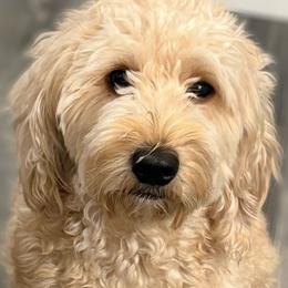 Aspen - Goldendoodle