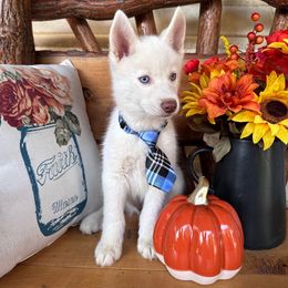 Kenny Rodgers - White male Pomsky puppy in Venus, Pennsylvania from Hemlock Pines Pomsky