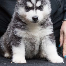 Siberian Husky Puppies from Zuska Siberians