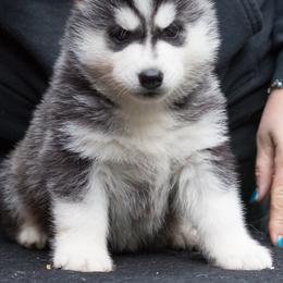 Siberian Husky Puppies from Zuska Siberians