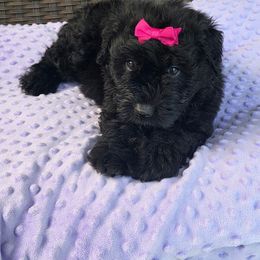 Missy - Black female Bouvier des Flandres puppy in Buffalo, Missouri from Noble Bouviers