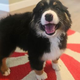 Red collar - Black tri male Miniature American Shepherd puppy in Cool, California from Foothill Aussies