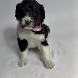 Cracklin - Pink Collar - Black and white female Bernedoodle puppy in Carencro, Louisiana from Southern Bayou Poodles and Doodles