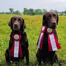 Labrador Retriever puppies from Fritz Pointing Labs