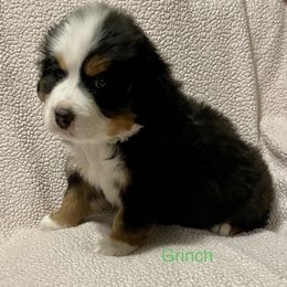 Bernese Mountain Dog Puppies from Willow Tree Berners