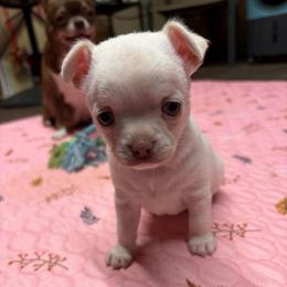 Girl 1 - Cream and white female Chihuahua puppy in Orange, Texas from Tiny Paws from God