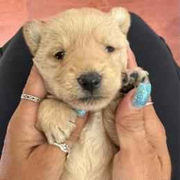 Pepper - Wheaten male Scottish Terrier puppy in Oak Harbor, Washington from Nicole's Scottish Terriers