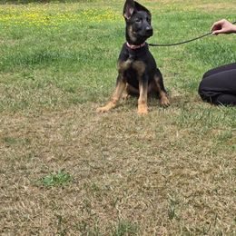 Girl 1 - Black and tan female German Shepherd puppy in Renton, Washington from Marina Salkov