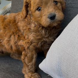 Sage - Red female Cavapoo puppy in Manheim, Pennsylvania from Paige Haldeman's Cavapoos and Shichons