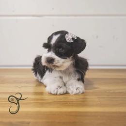 Gidget - Parti female Miniature Schnauzer puppy in Diamond Valley, Utah from JoJo's Schnauzers