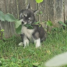 Bravo - Agouti and white male Siberian Husky puppy in Louisville, Kentucky from Wild Hunt Huskies