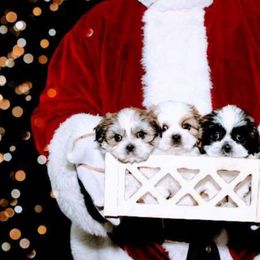 Shichon and Shih Tzu Puppies from Angie’s Teddy Bear Puppies Minnesota
