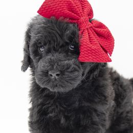 Vixen - Pink Collar - Black female Labradoodle puppy in Lehi, Utah from Our Little Farm Life Doodles