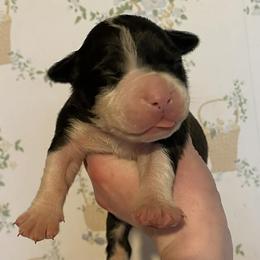 4 - male Alapaha Blue Blood Bulldog puppy in Grafton, Ohio from Eclipse Alapaha Kennels