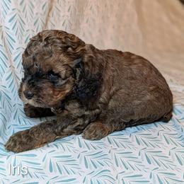 Iris - Brown and tan female Cockapoo puppy in Sunset, Louisiana from Cano Cockapoos