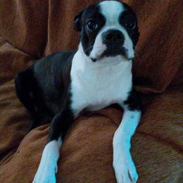 Star - Boston Terrier