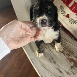 Orange - Tri-color male Bernedoodle puppy in Arabi, Georgia from Huckadoodle Farm